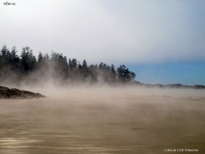 Fog on the beach. Tofino, BC. Canon G10. by Bea & Stef Primatesta 